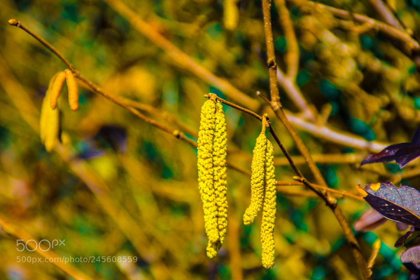 Sony a5100 sample photo. Walking on castione pt5 photography
