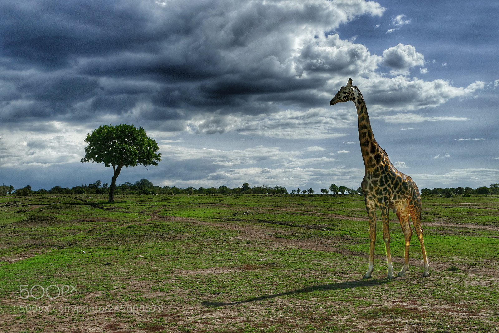 Panasonic Lumix DMC-FZ1000 sample photo. Giraffe at masai mara photography