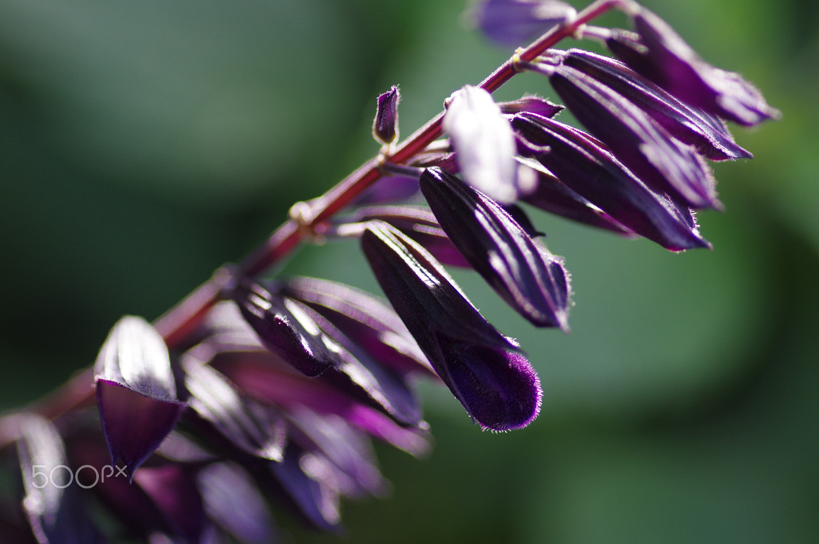 Pentax K-3 II + Pentax smc D-FA 100mm F2.8 Macro WR sample photo. Salvia amistad photography