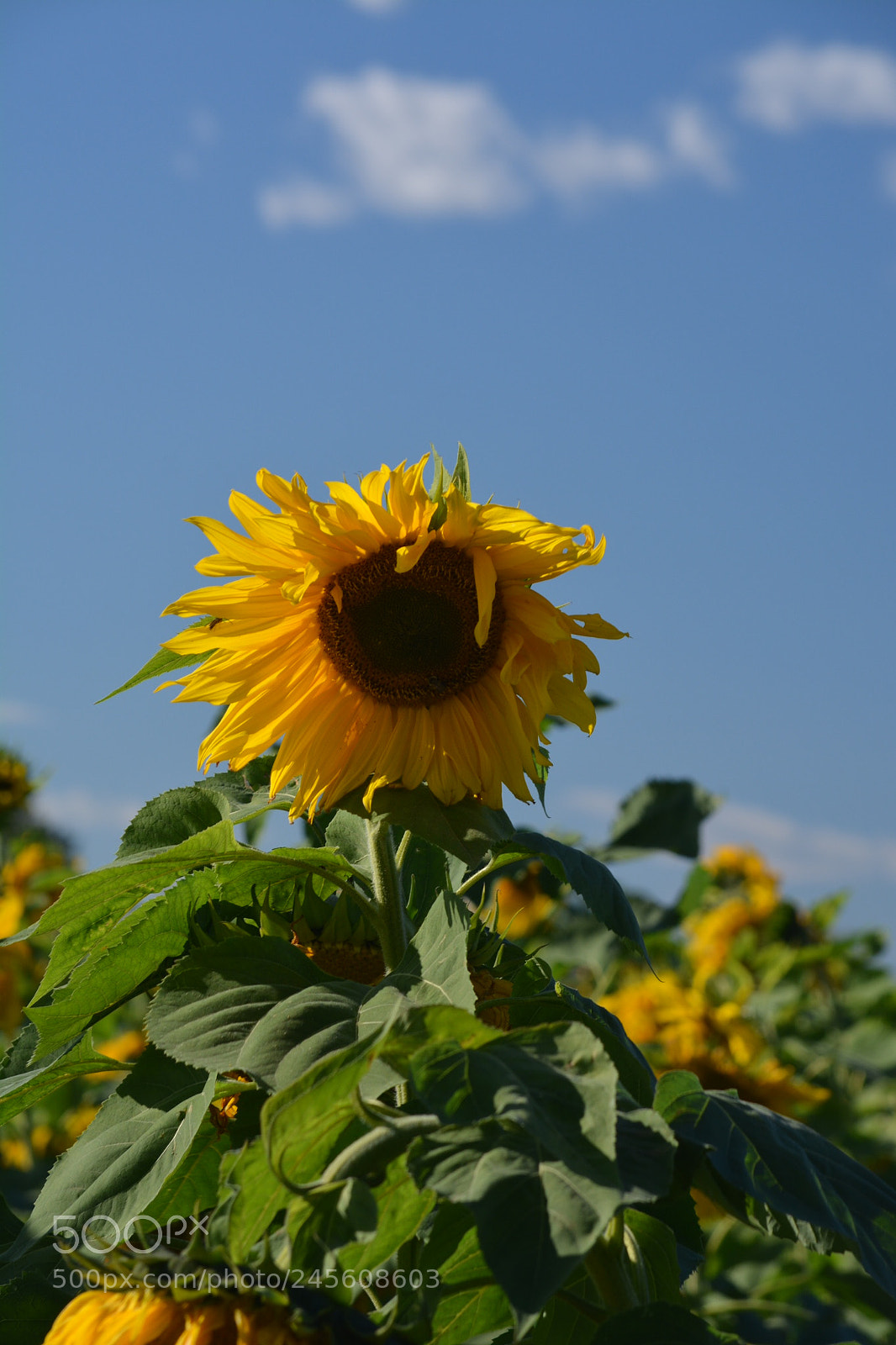 Nikon D5200 sample photo. Untitled photography