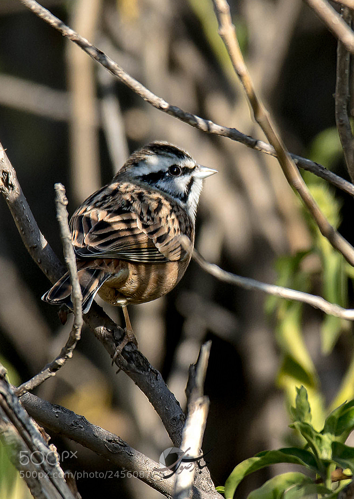 Nikon D7100 sample photo. Rock bunting photography