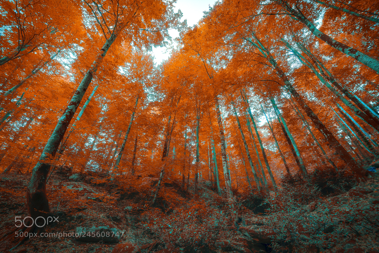 Nikon D600 sample photo. Last autumn photography