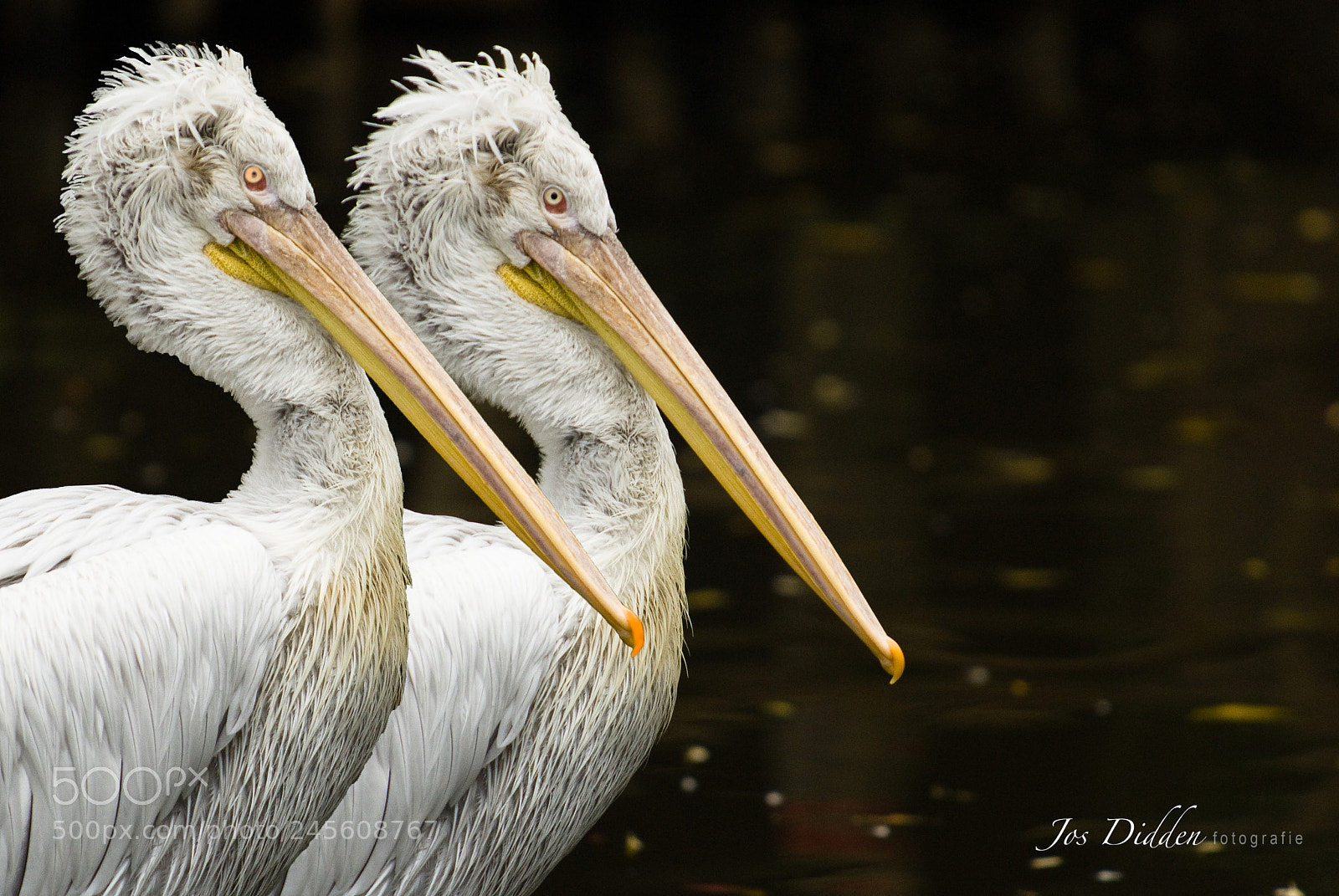 Nikon D200 sample photo. Two sisters photography