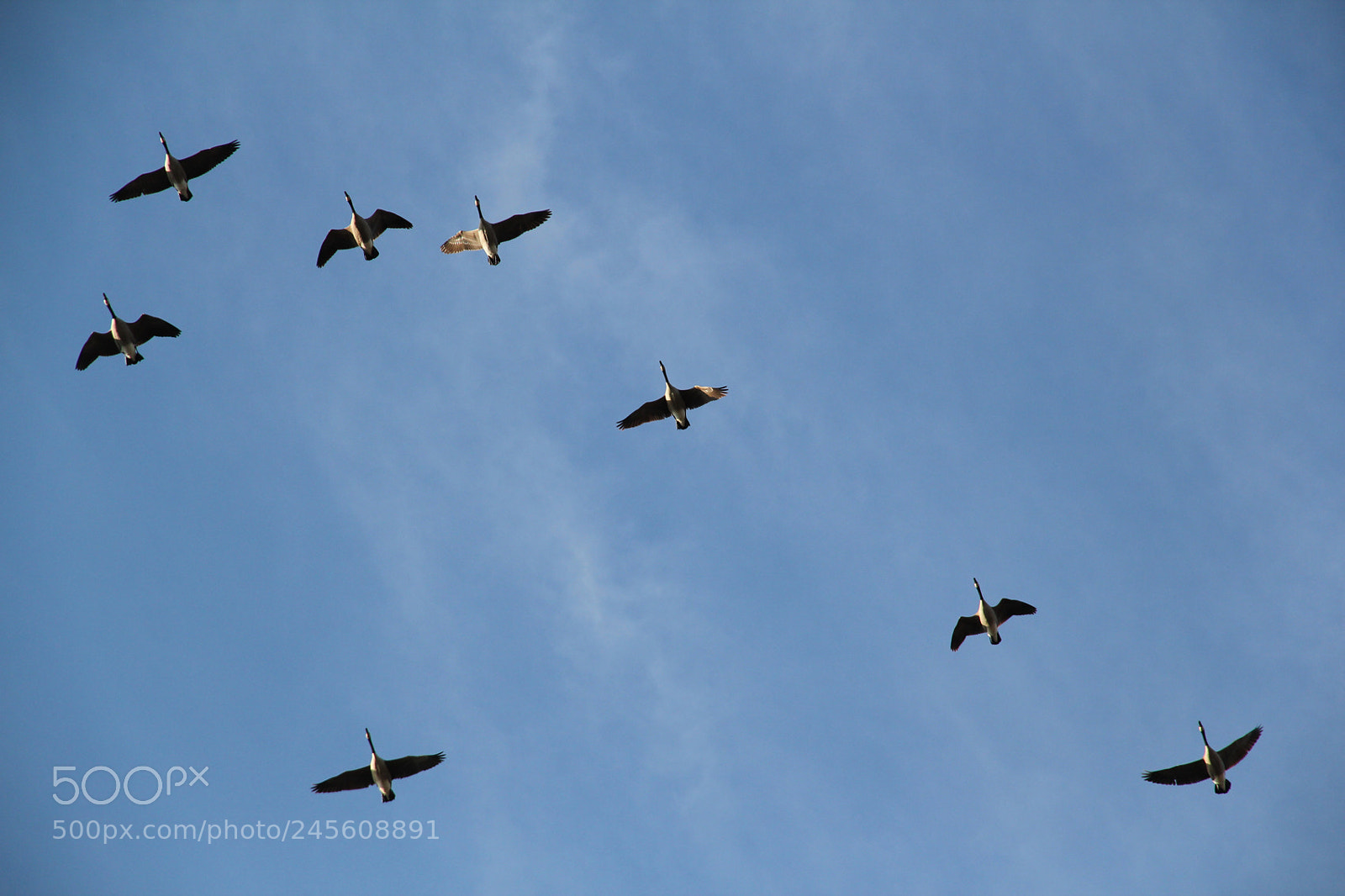 Canon EOS 550D (EOS Rebel T2i / EOS Kiss X4) sample photo. The birds photography