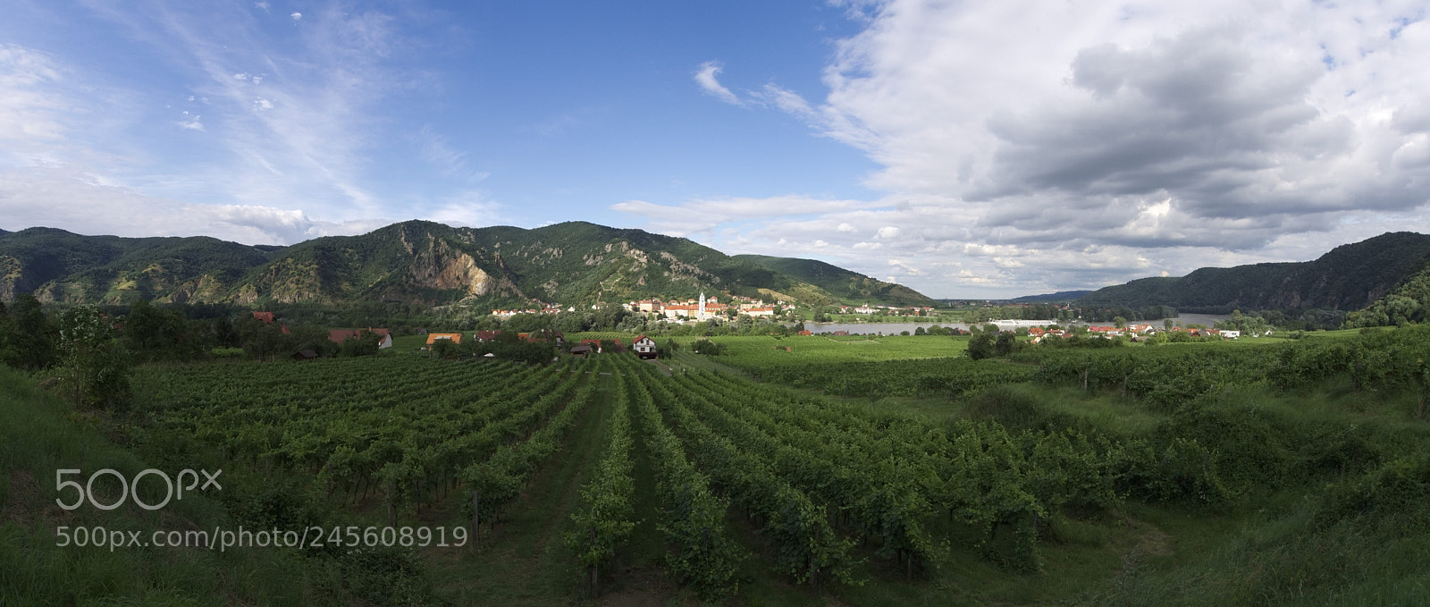 Olympus PEN E-PL5 sample photo. Vineyards of wachau photography