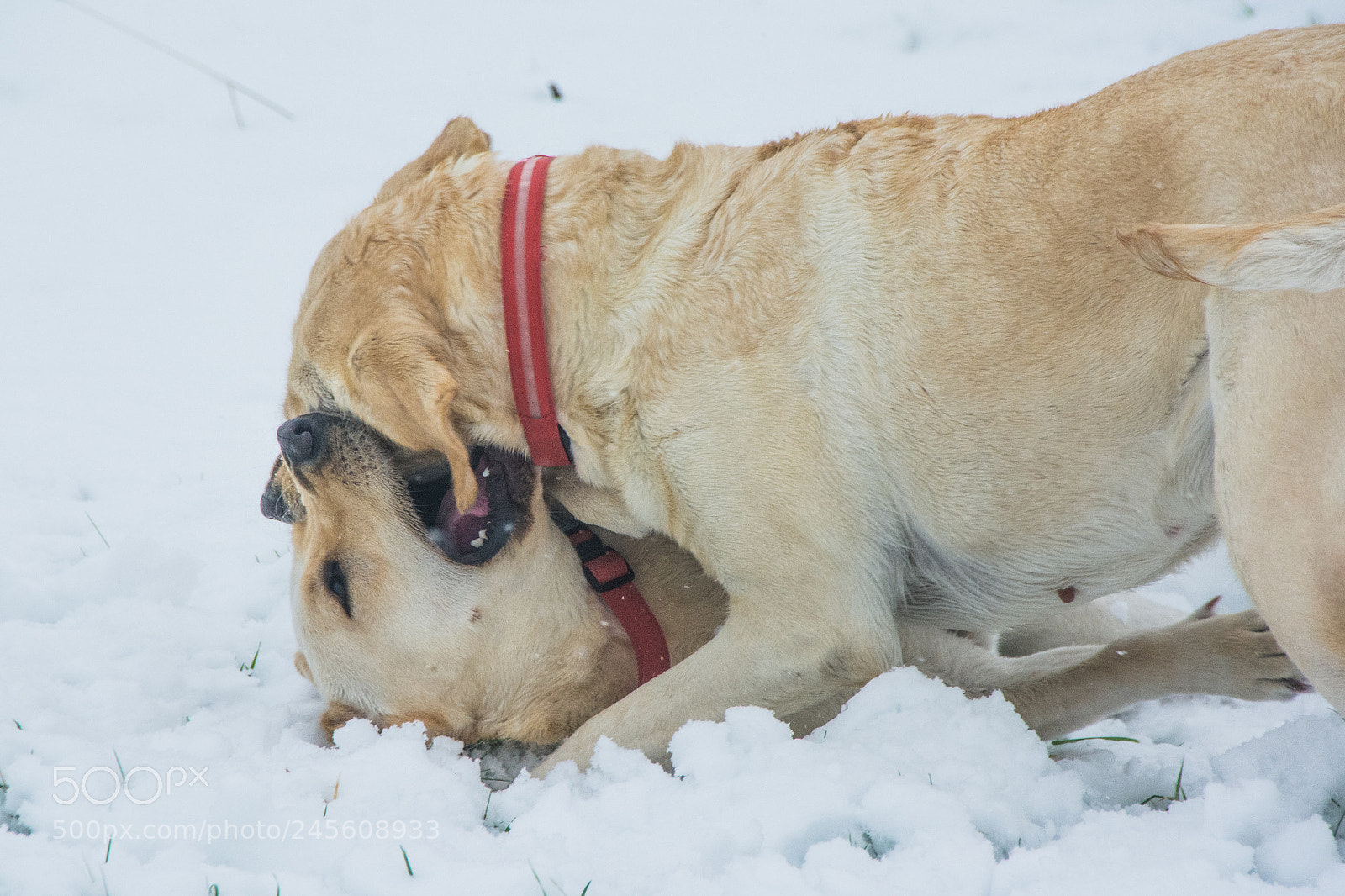 Nikon D7100 sample photo. Labs in the snow photography