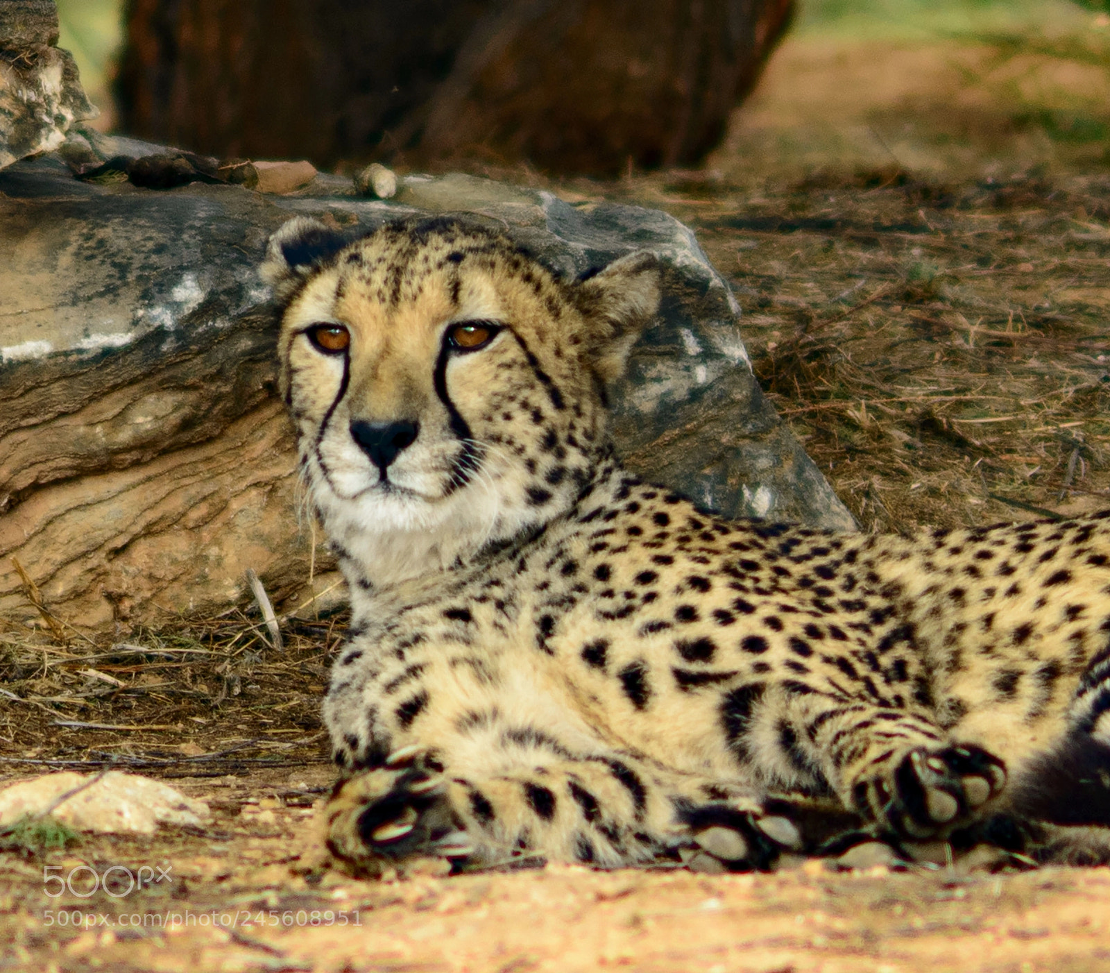Nikon D800 sample photo. Cheetah relaxing under atree photography