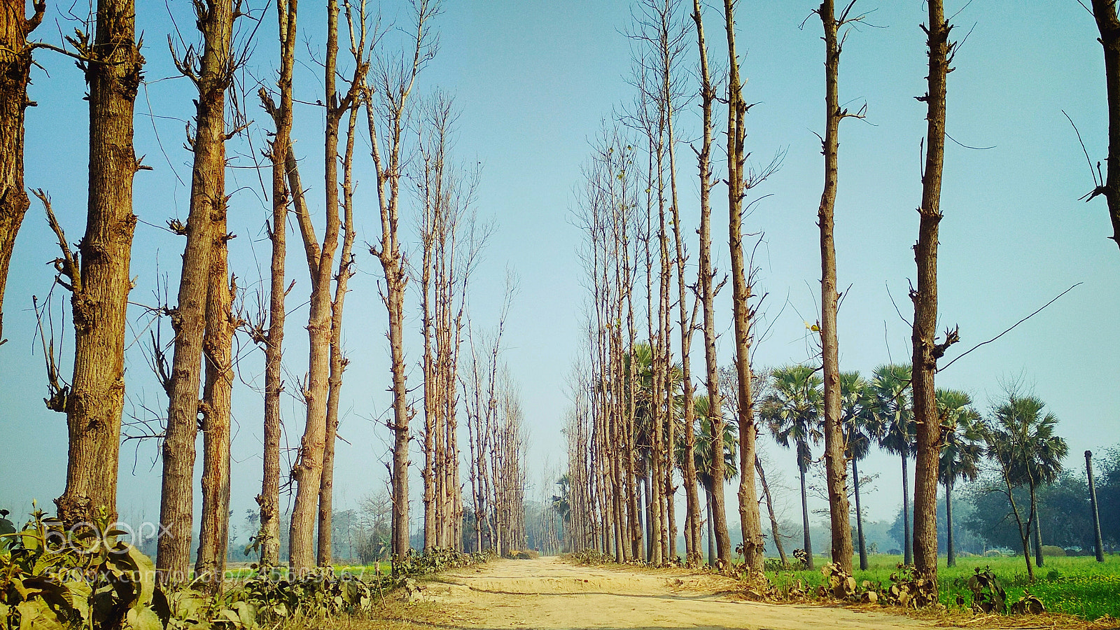 Xiaomi Redmi 4 Pro sample photo. Untitled photography