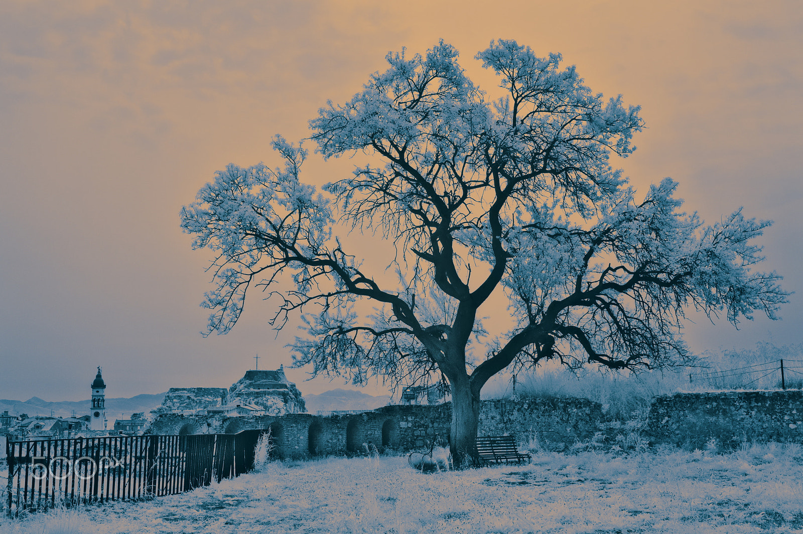 Samsung NX100 sample photo. Old tree in the new fortress photography