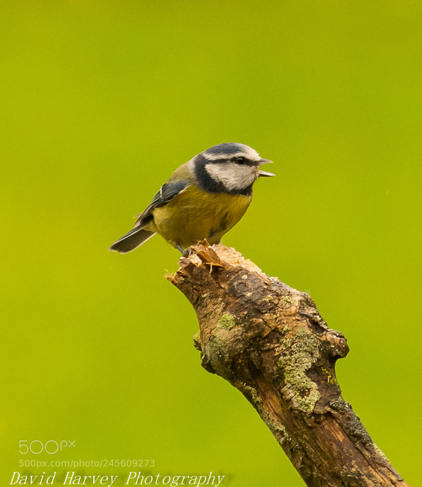 Nikon D7200 sample photo. Garden bird practise photography