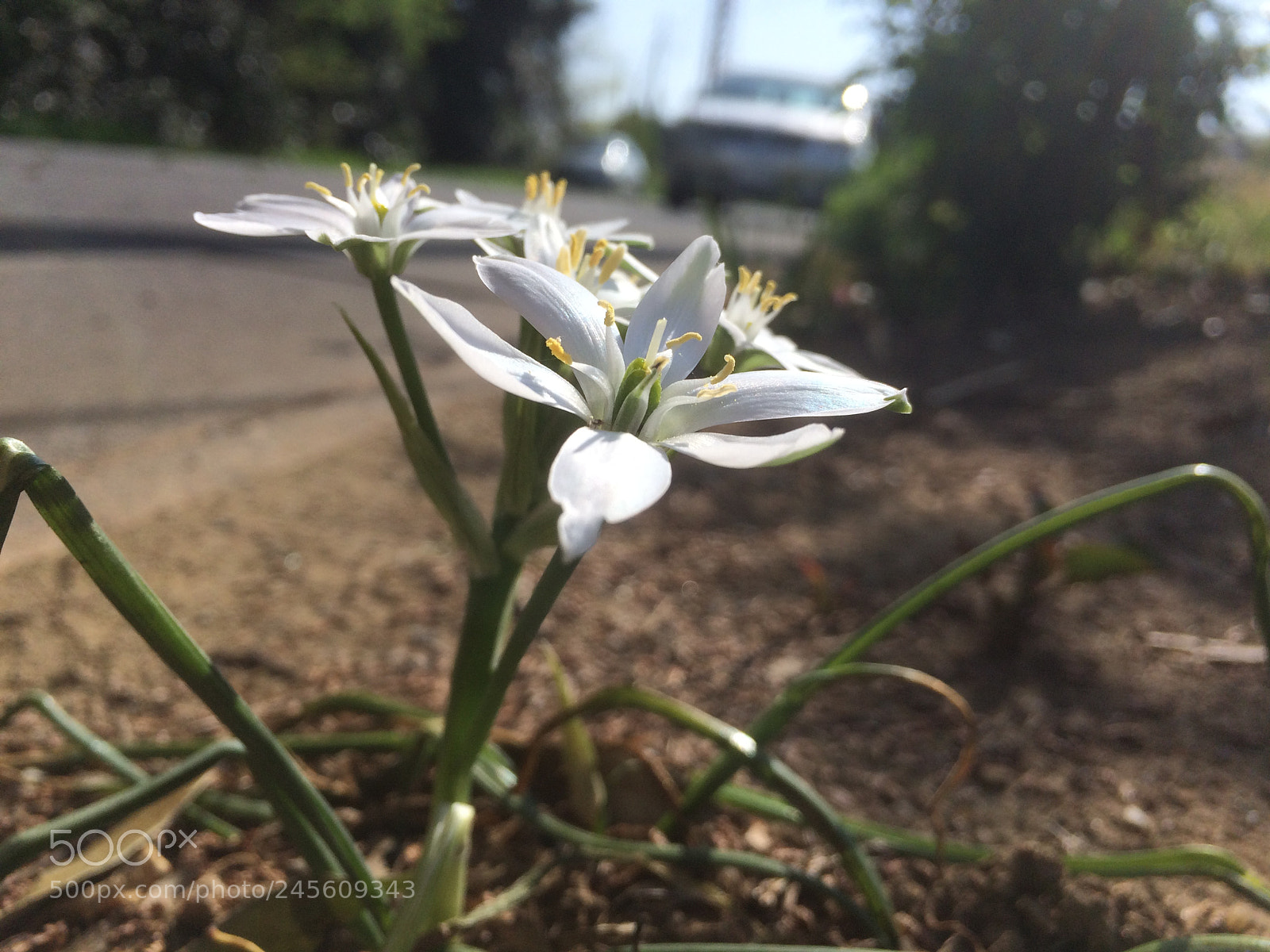 Apple iPhone 5s sample photo. Untitled photography