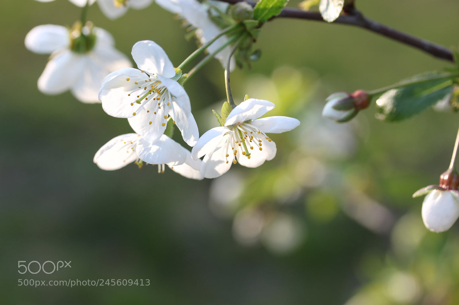 Canon EOS 500D (EOS Rebel T1i / EOS Kiss X3) sample photo. *** photography
