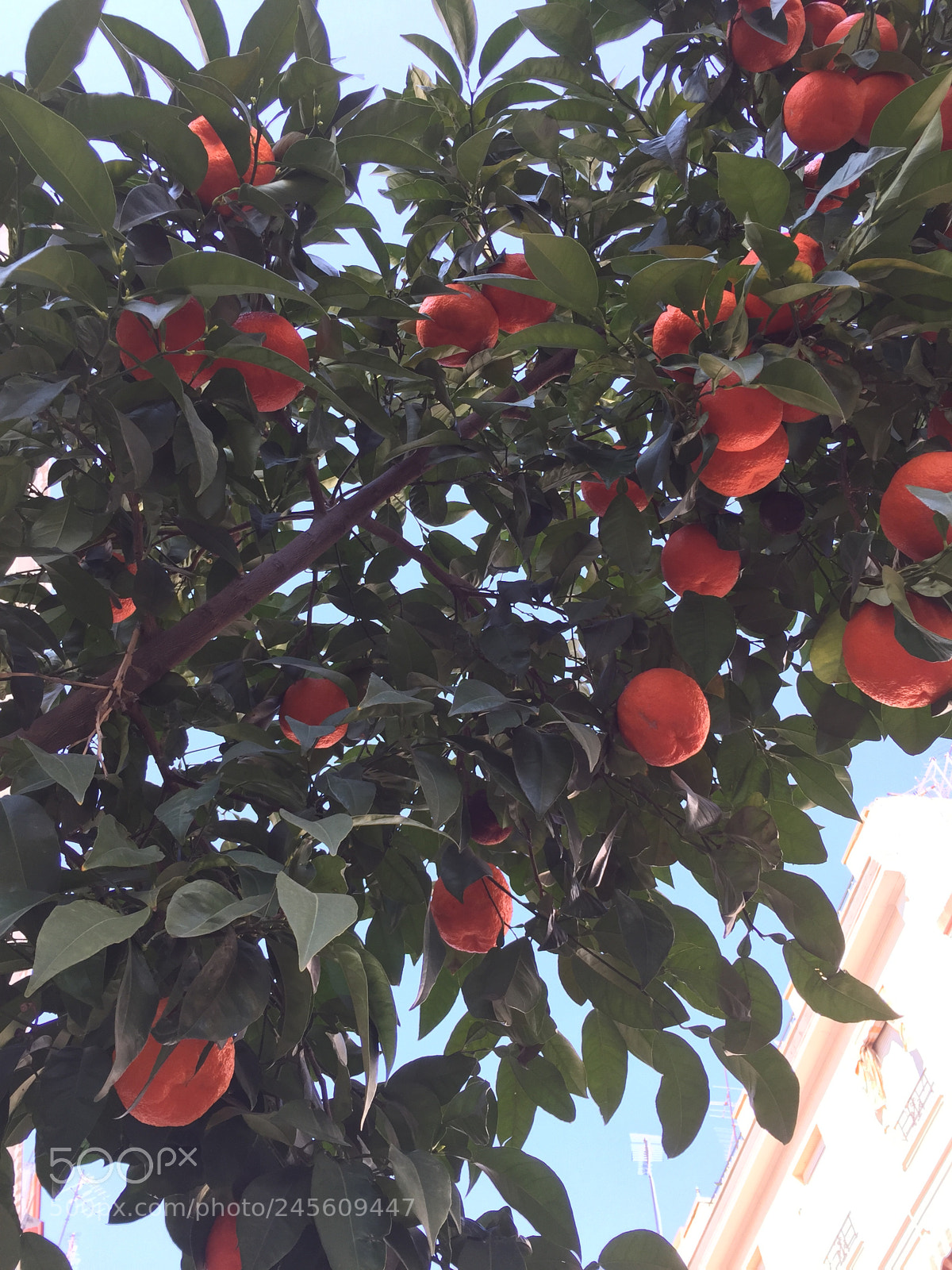 Apple iPhone 6 sample photo. Untitled photography