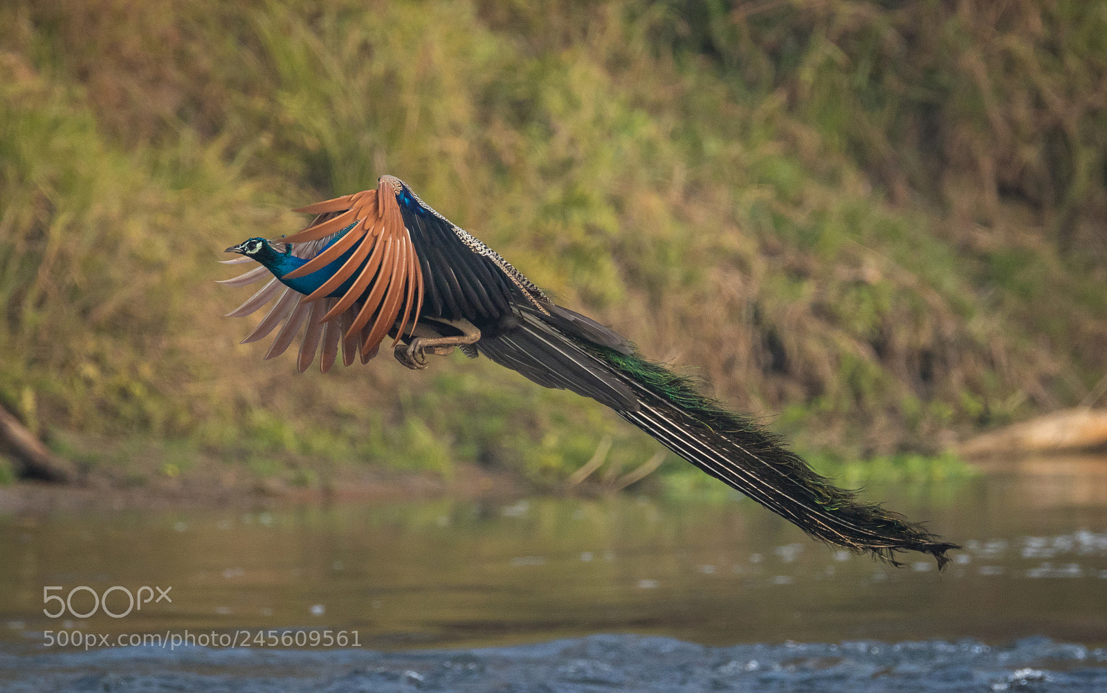 Canon EOS 7D Mark II sample photo. Grand flight photography