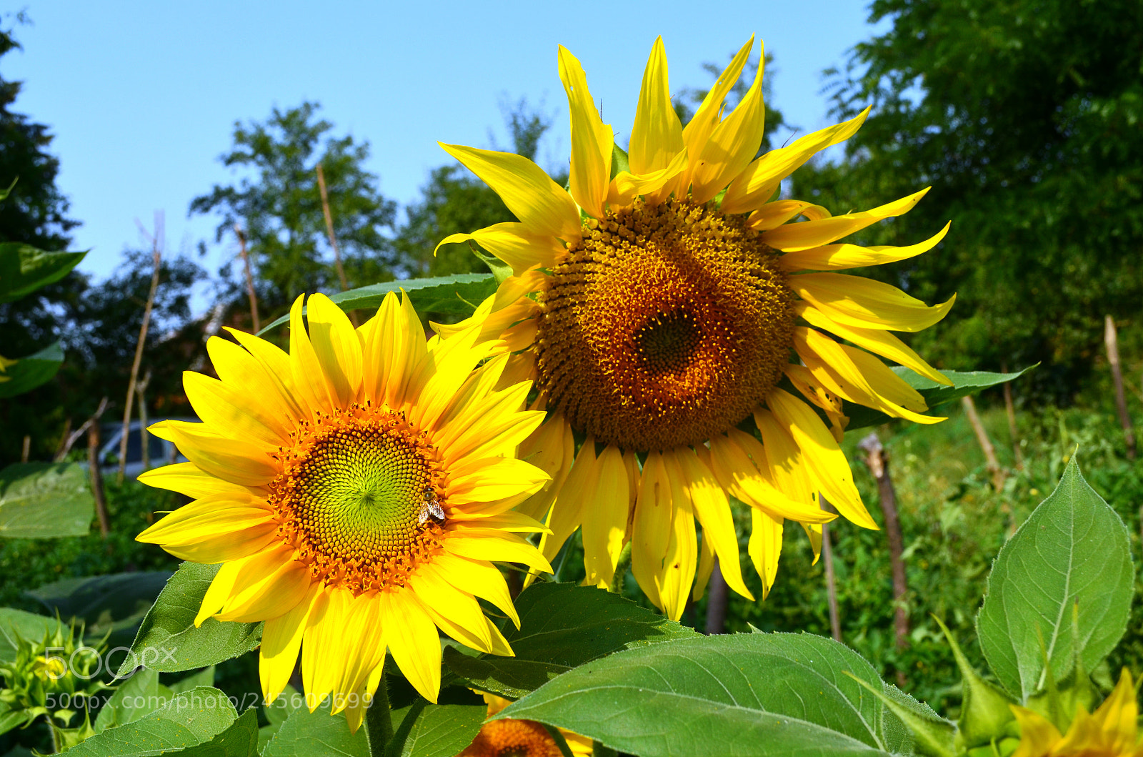 Nikon D5100 sample photo. Gemini photography