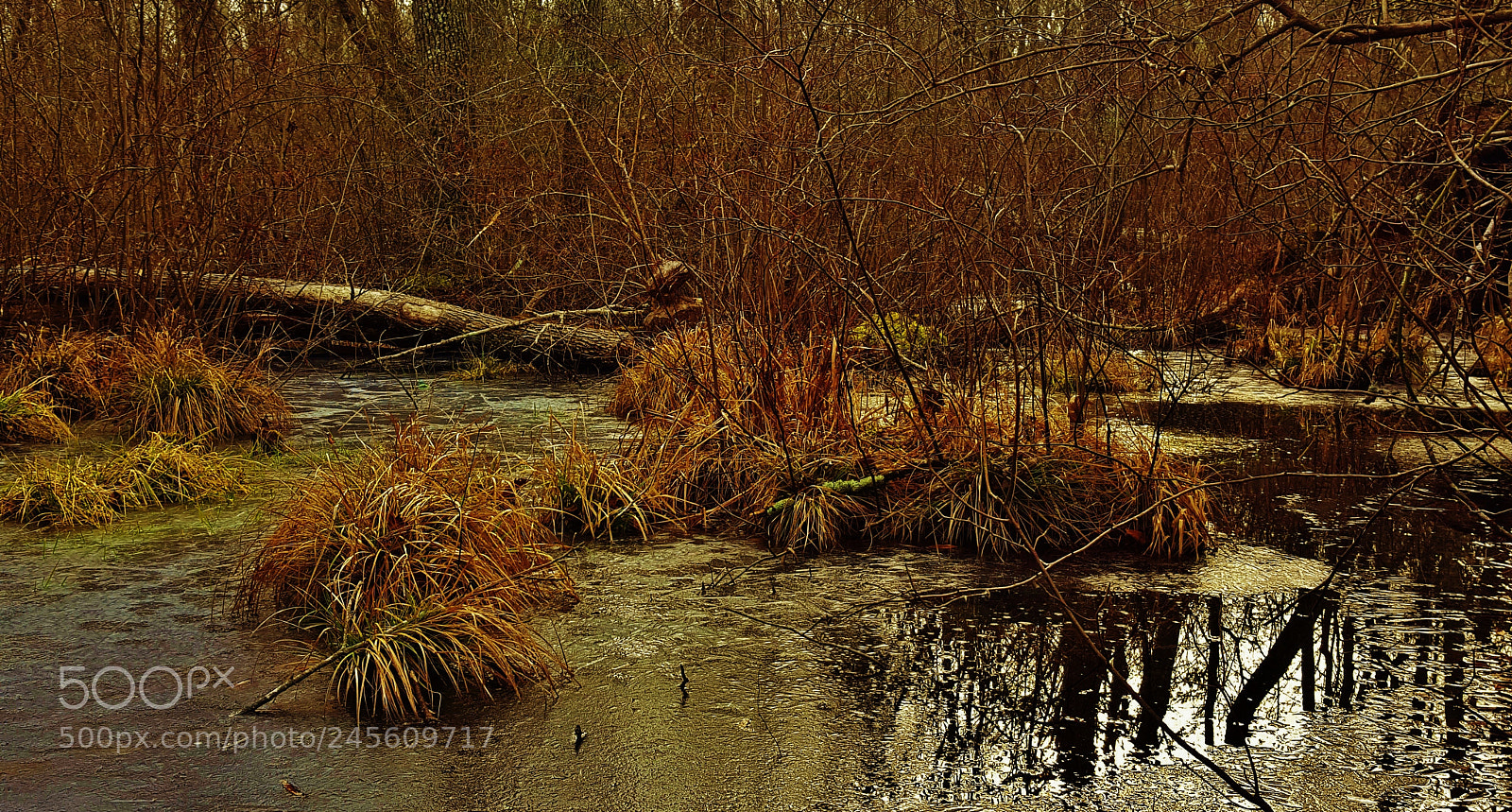 Samsung Galaxy S6 sample photo. Frozen swamp at patuxent photography