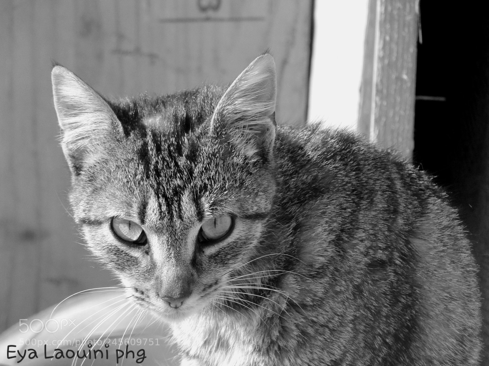 Canon PowerShot SX410 IS sample photo. My cat photography