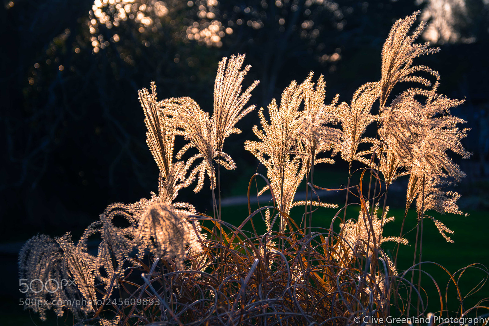 Pentax K-1 sample photo. Winter flowers - lit photography
