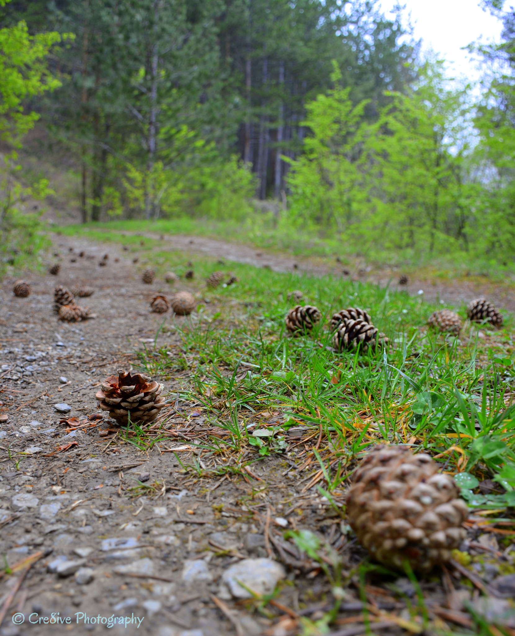 Nikon D5200 sample photo. Fir-cones on the trail photography