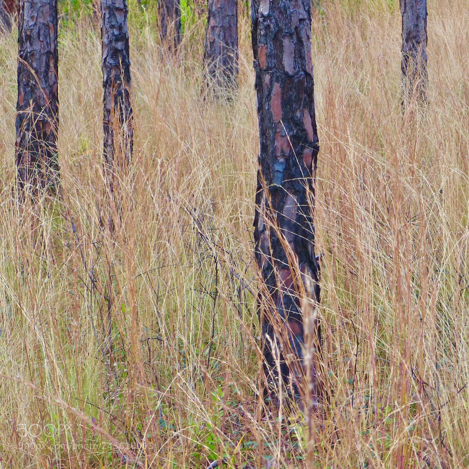 Panasonic Lumix DMC-FZ200 sample photo. Grasses in a pine photography