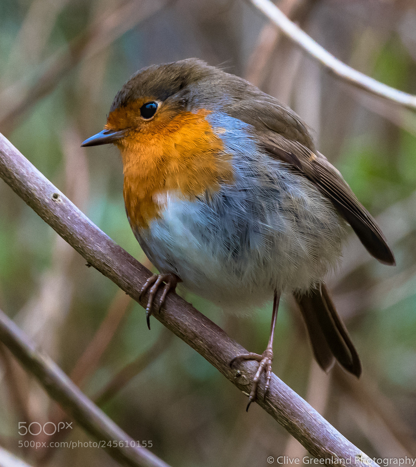 Pentax K-1 sample photo. Robin photography