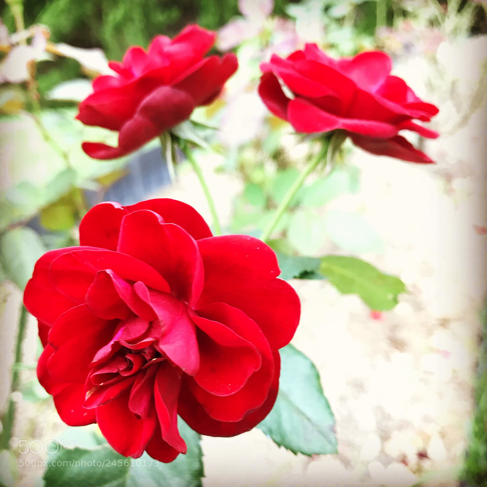 Apple iPhone 7 Plus sample photo. Rose "lavaglut" photography