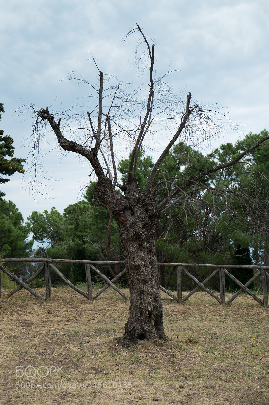 Fujifilm X-E1 sample photo. 15355064692.jpg photography