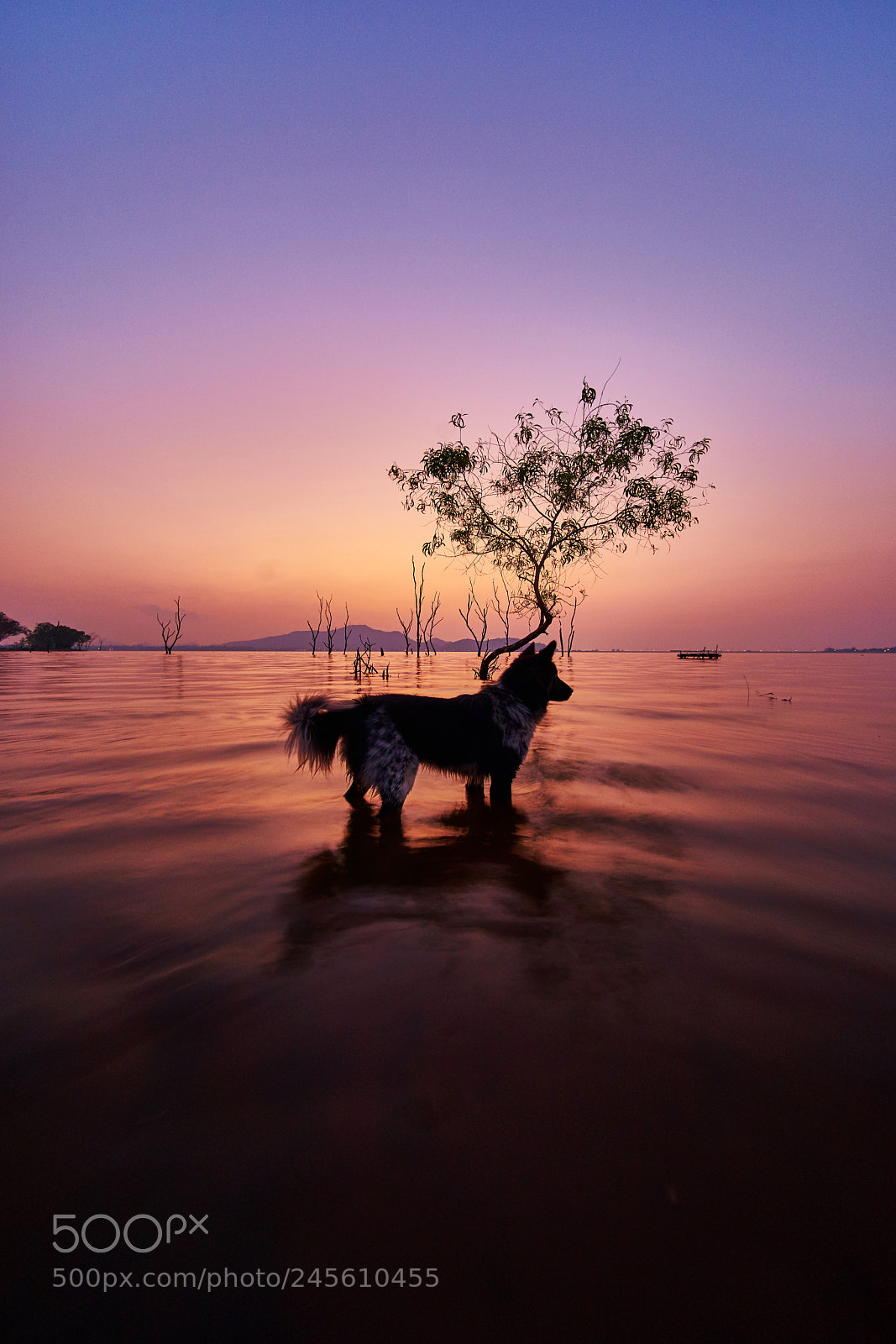 Sony a7 II sample photo. Dog standing in the photography