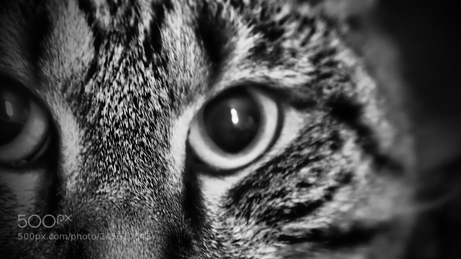 Olympus OM-D E-M10 sample photo. The eye of the photography