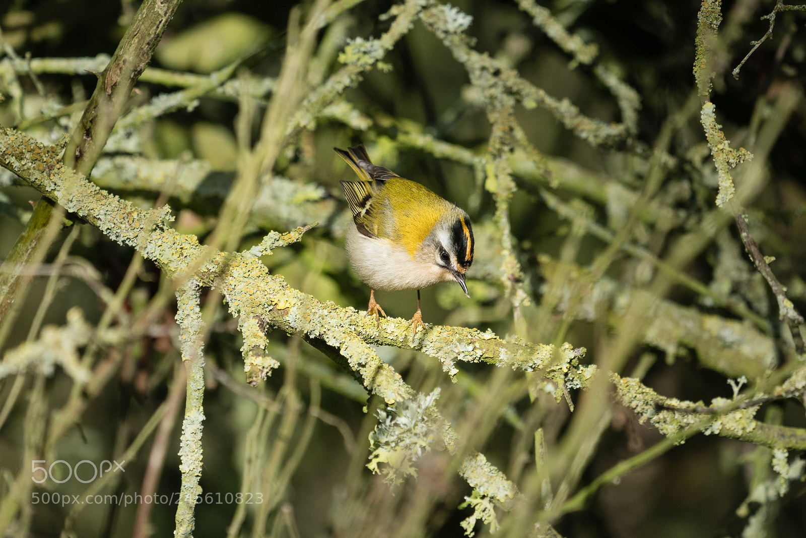 Sony a6300 sample photo. Eating firecrest photography