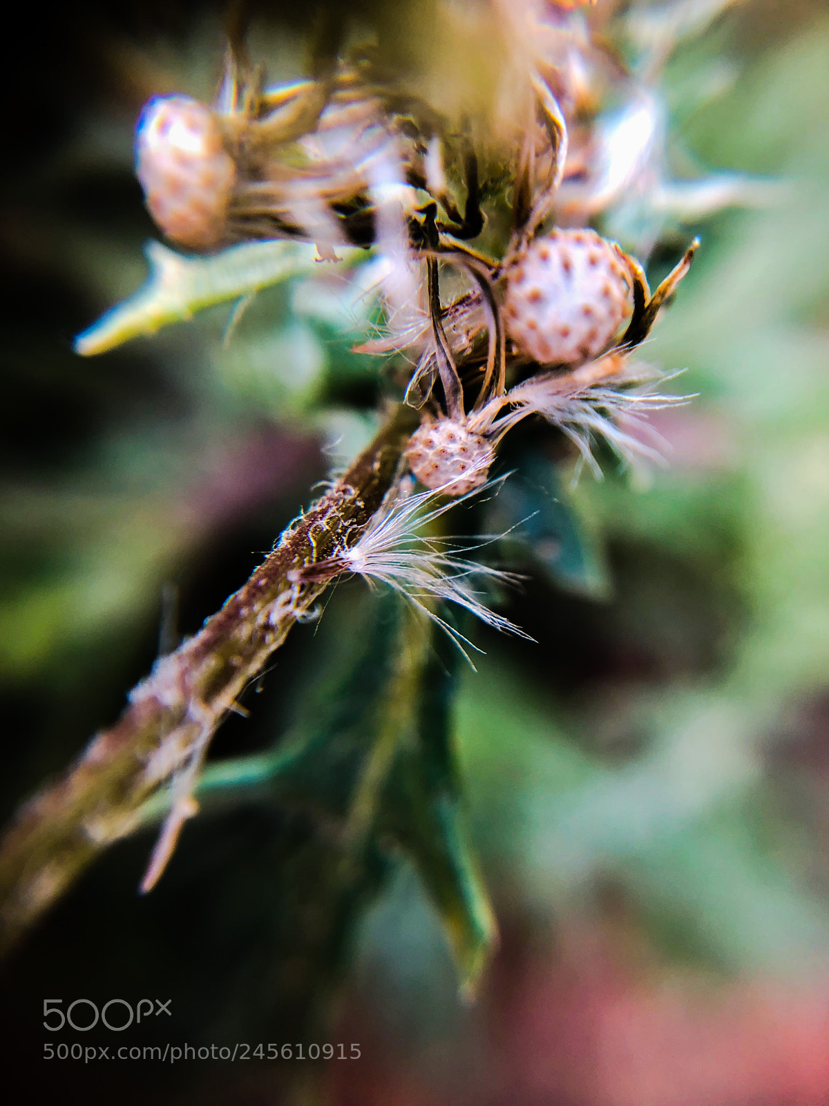 Apple iPhone X sample photo. Seedling photography