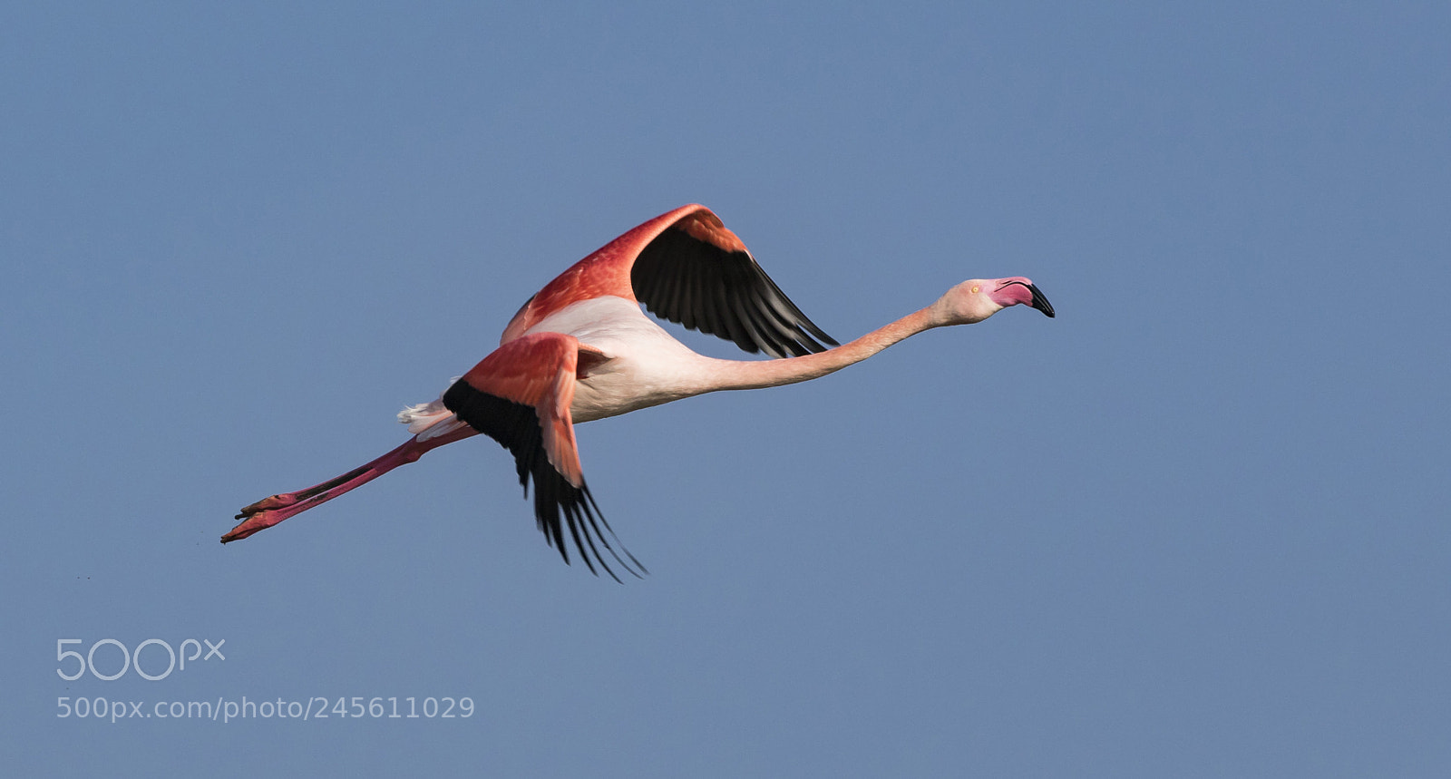 Canon EOS 7D Mark II sample photo. Pink flamingo photography