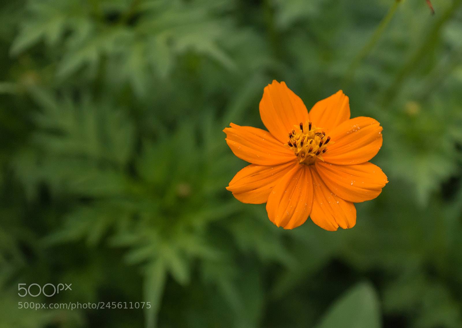 Samsung NX1000 sample photo. 12447072834.jpg photography