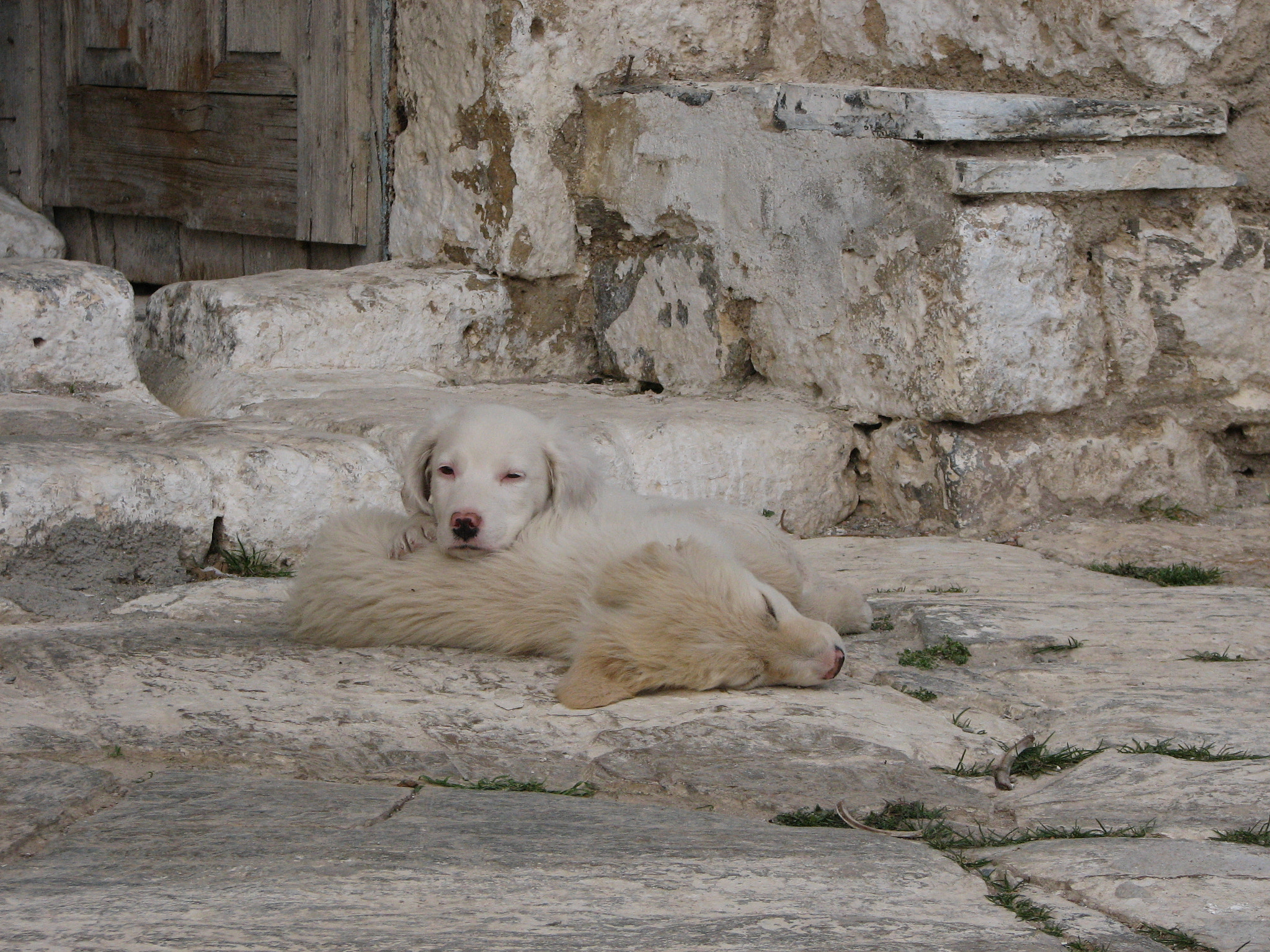Canon POWERSHOT S2 IS sample photo. Unlimited cuteness photography