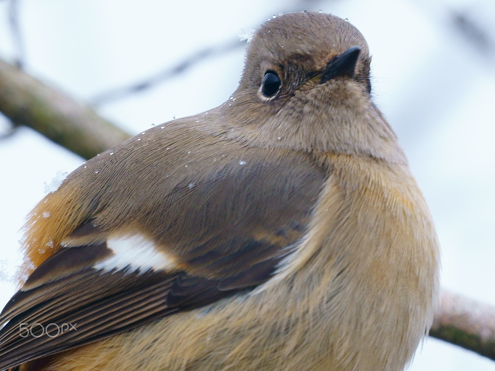 Sony FE 70-300mm F4.5-5.6 G OSS sample photo. Snowy day photography