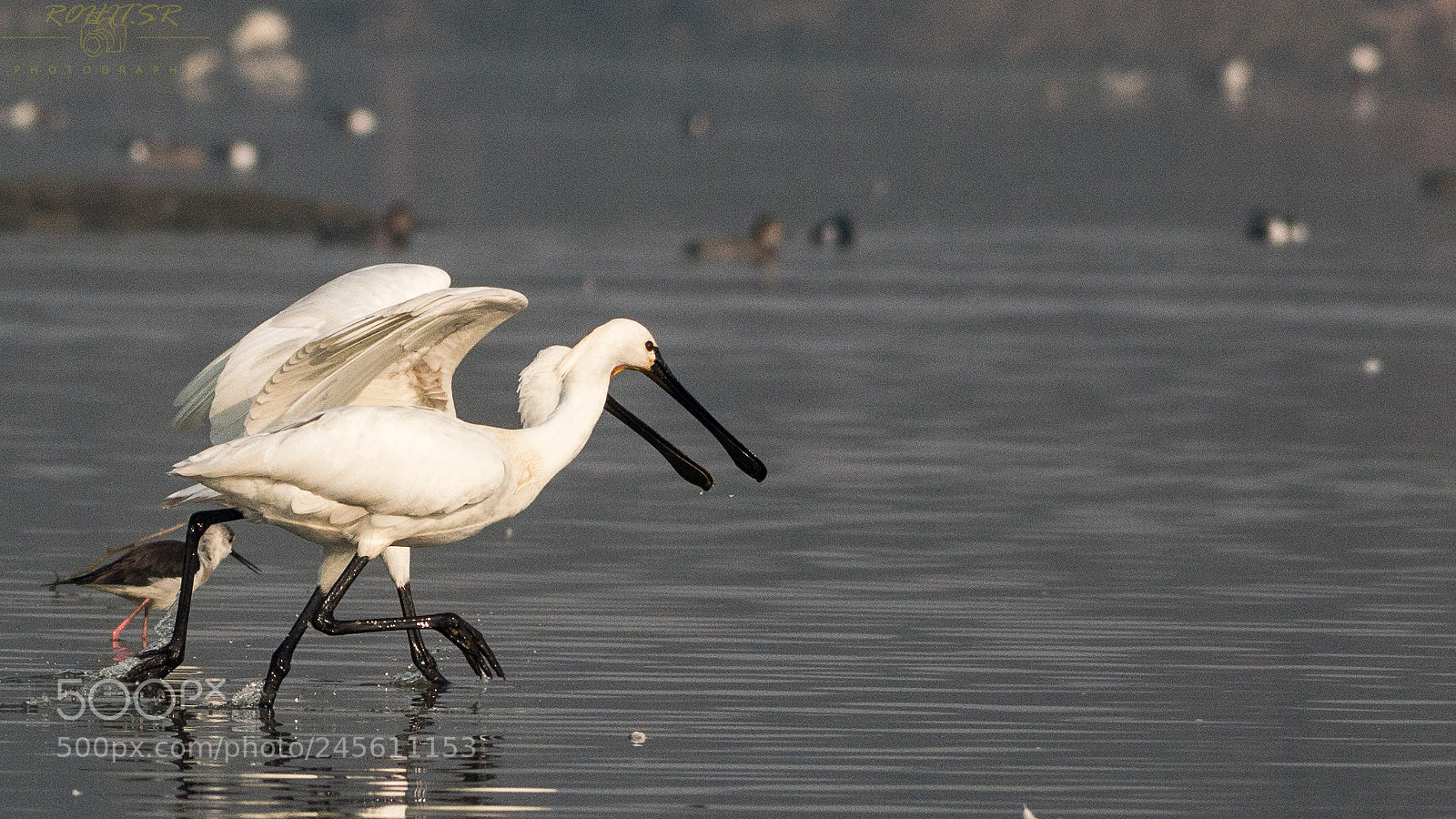 Nikon D3200 sample photo. Racing spoonbill photography