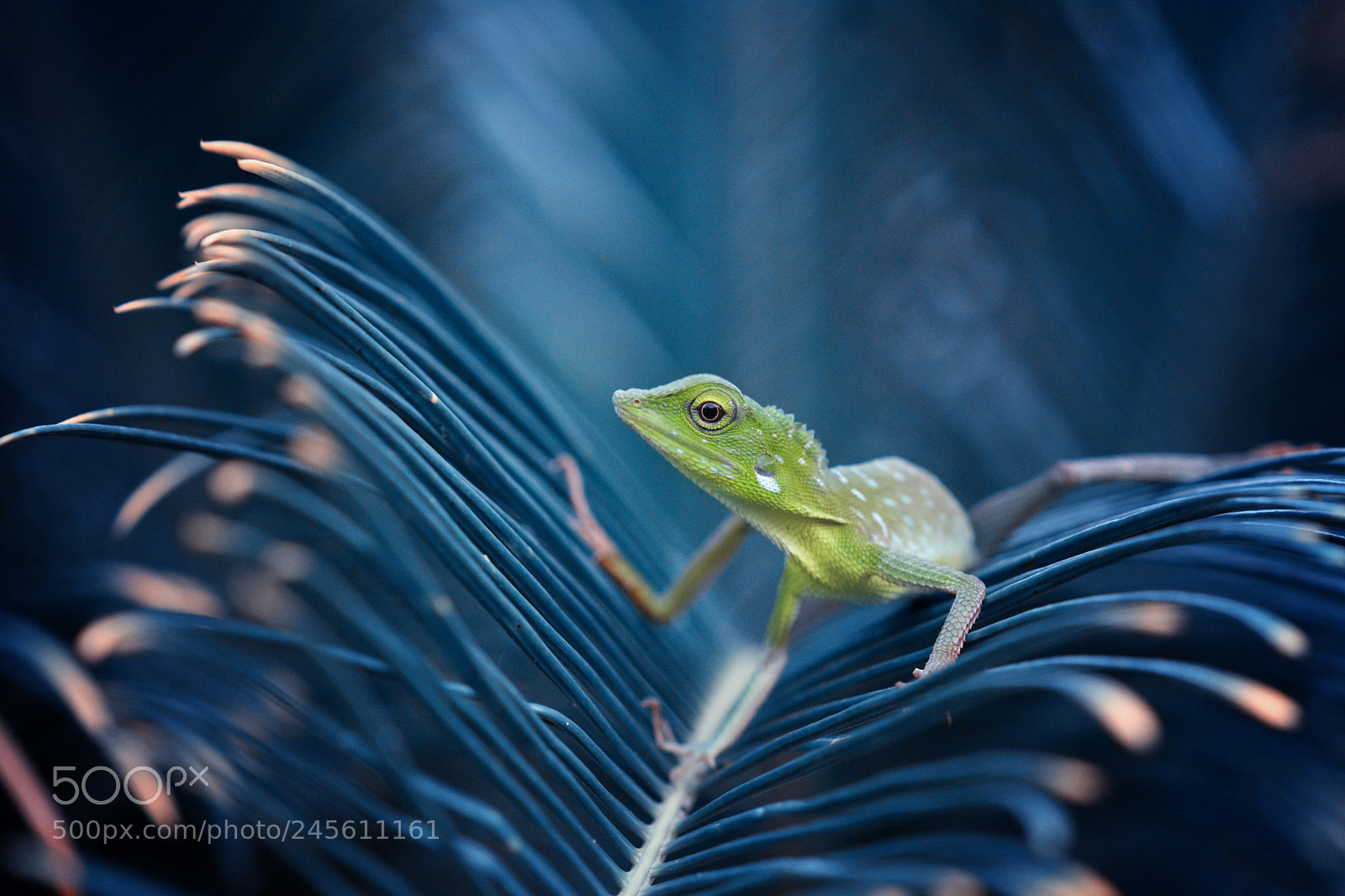 Nikon D7100 sample photo. Agile lizard photography