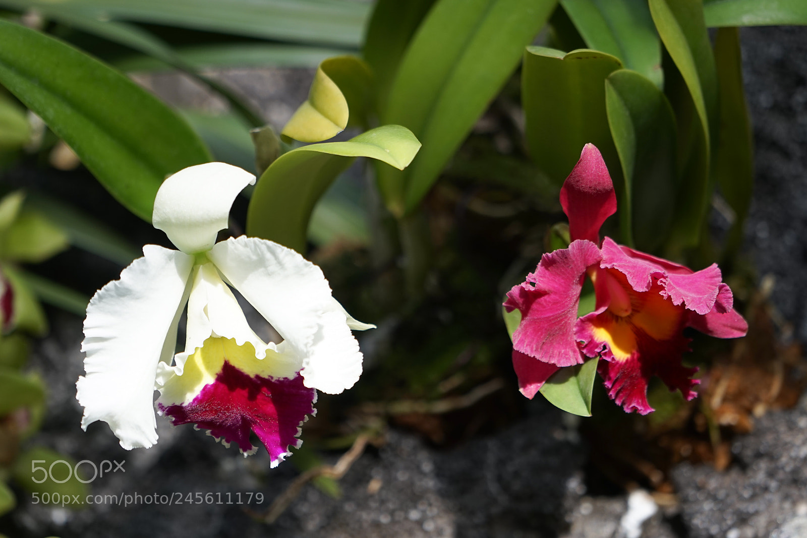 Sony a7 sample photo. We are budy #2 photography