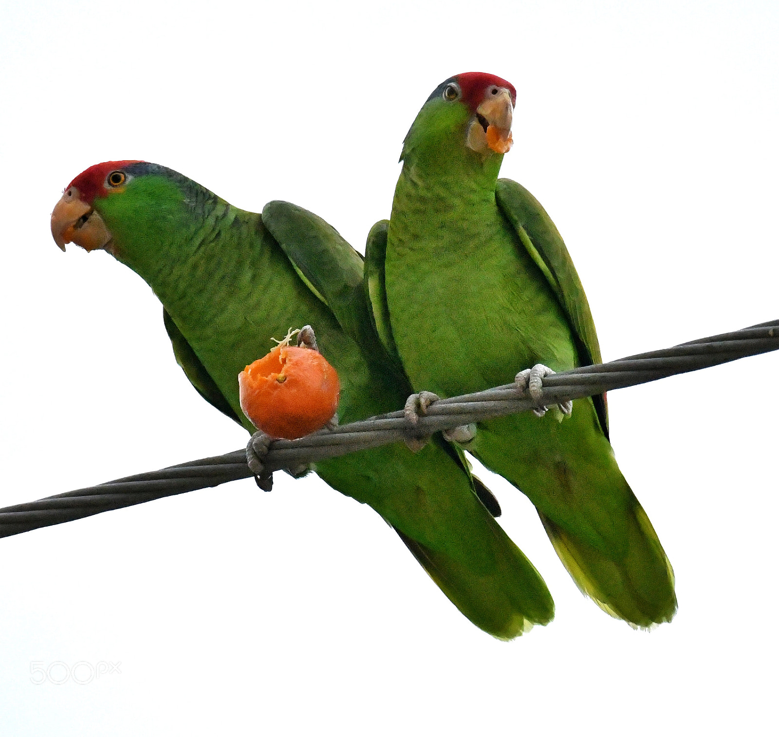 Nikon D500 sample photo. Parrot pair photography