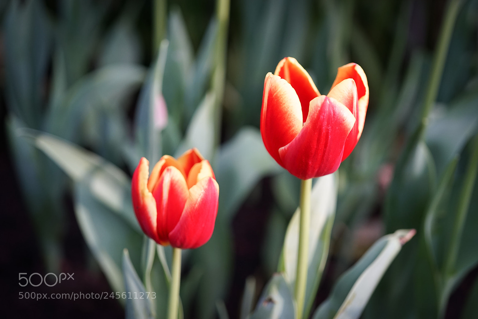 Sony a7 sample photo. We are budy #3 photography