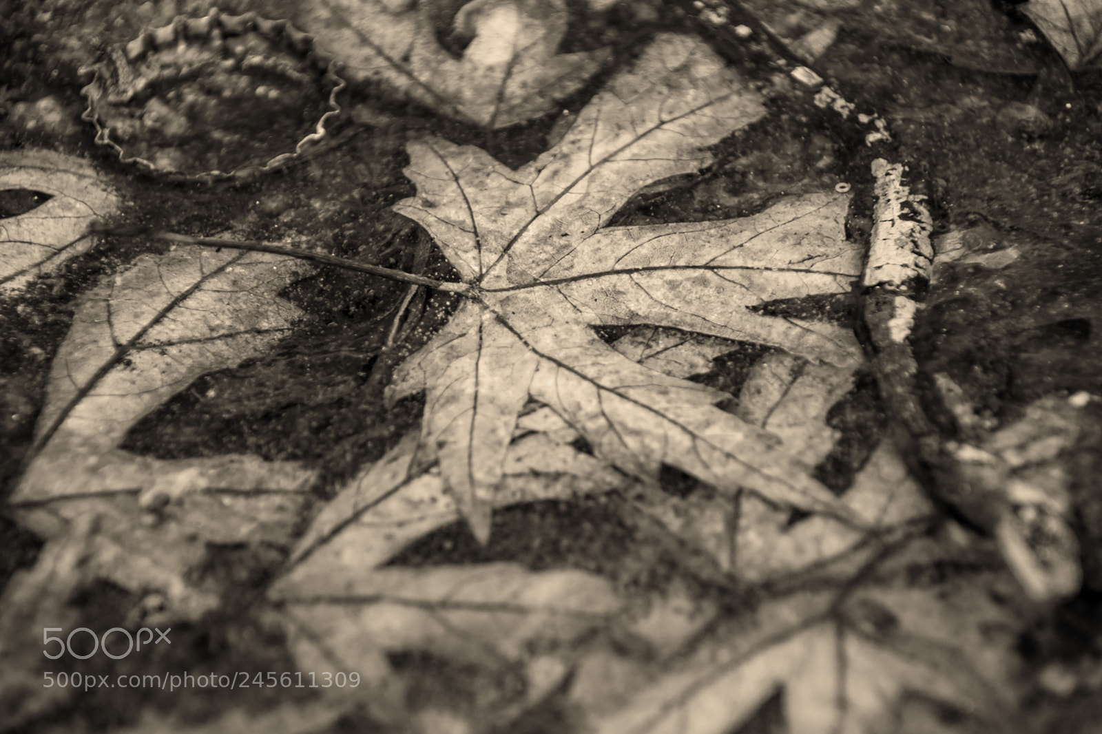 Nikon D7200 sample photo. The leaf photography
