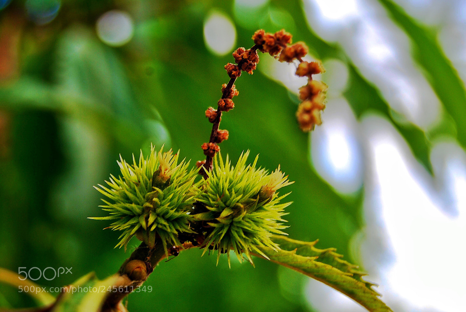 Nikon D40X sample photo. Untitled photography