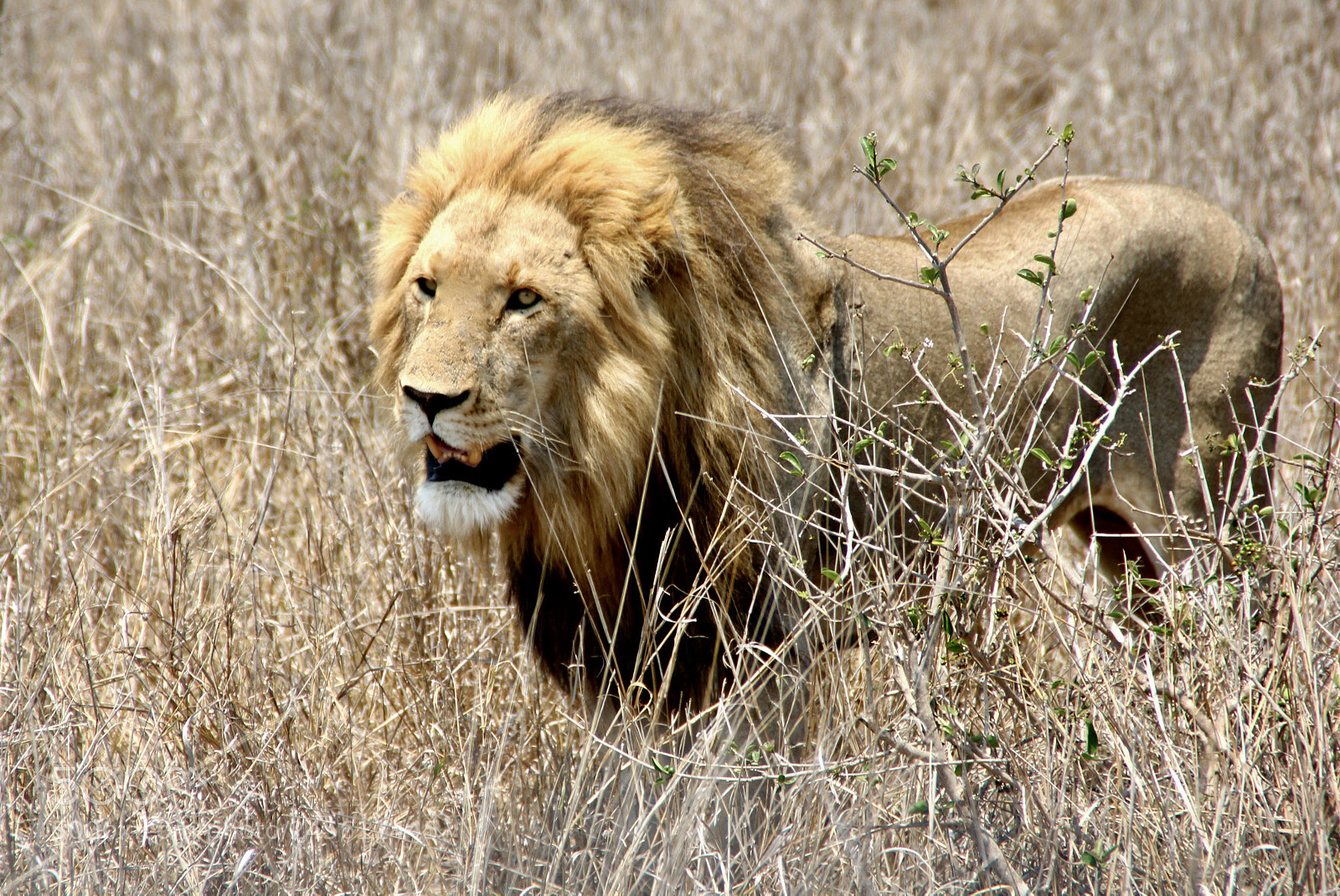 Canon EOS 550D (EOS Rebel T2i / EOS Kiss X4) sample photo. Male lion hunting photography