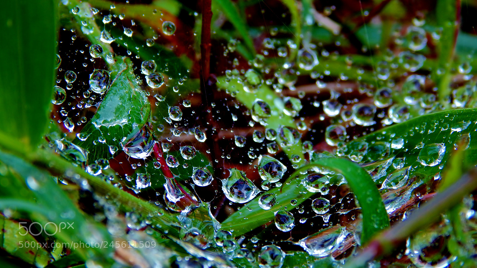 Nikon Coolpix L830 sample photo. Rain drops photography