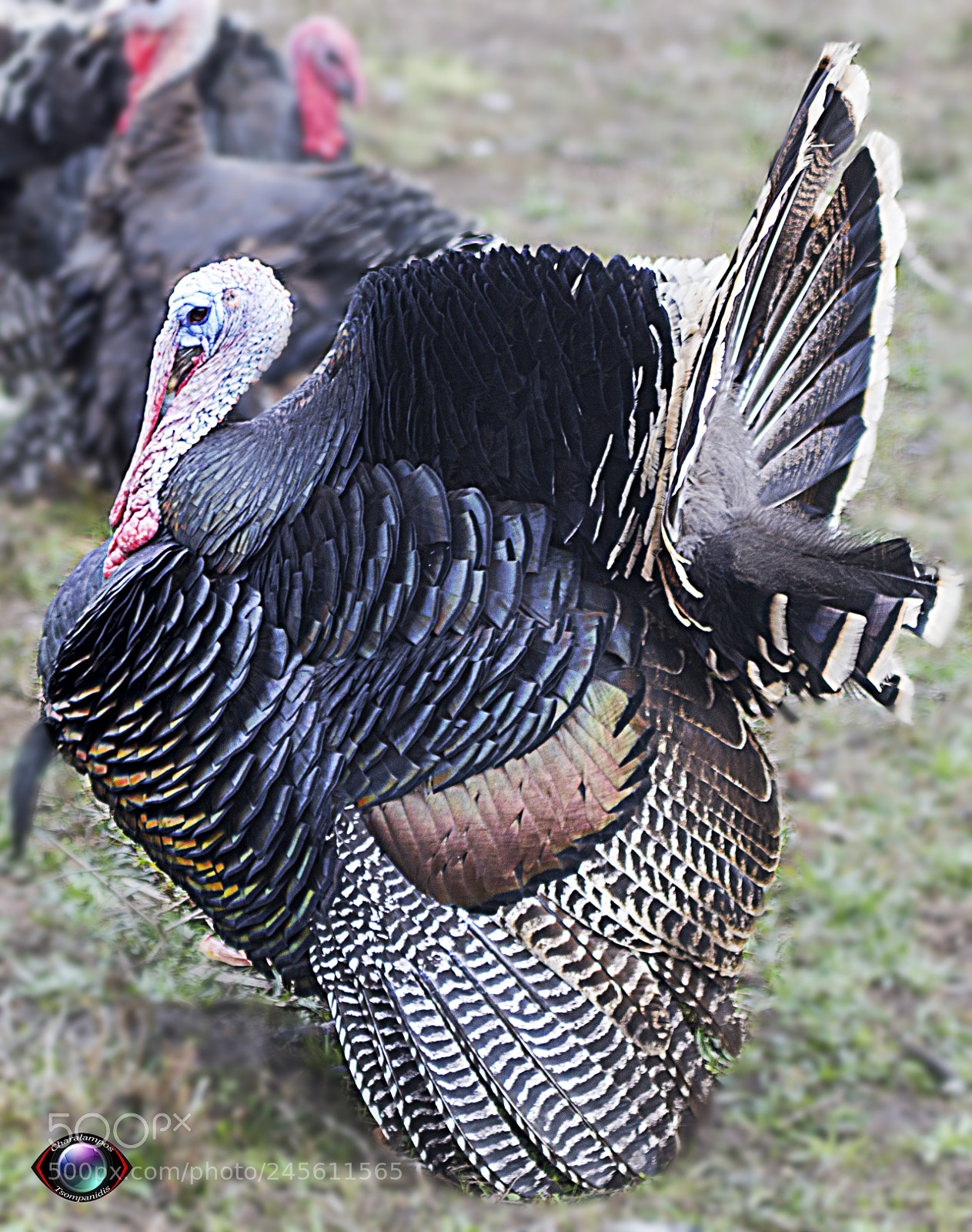 Canon EOS 700D (EOS Rebel T5i / EOS Kiss X7i) sample photo. Wild turkey photography
