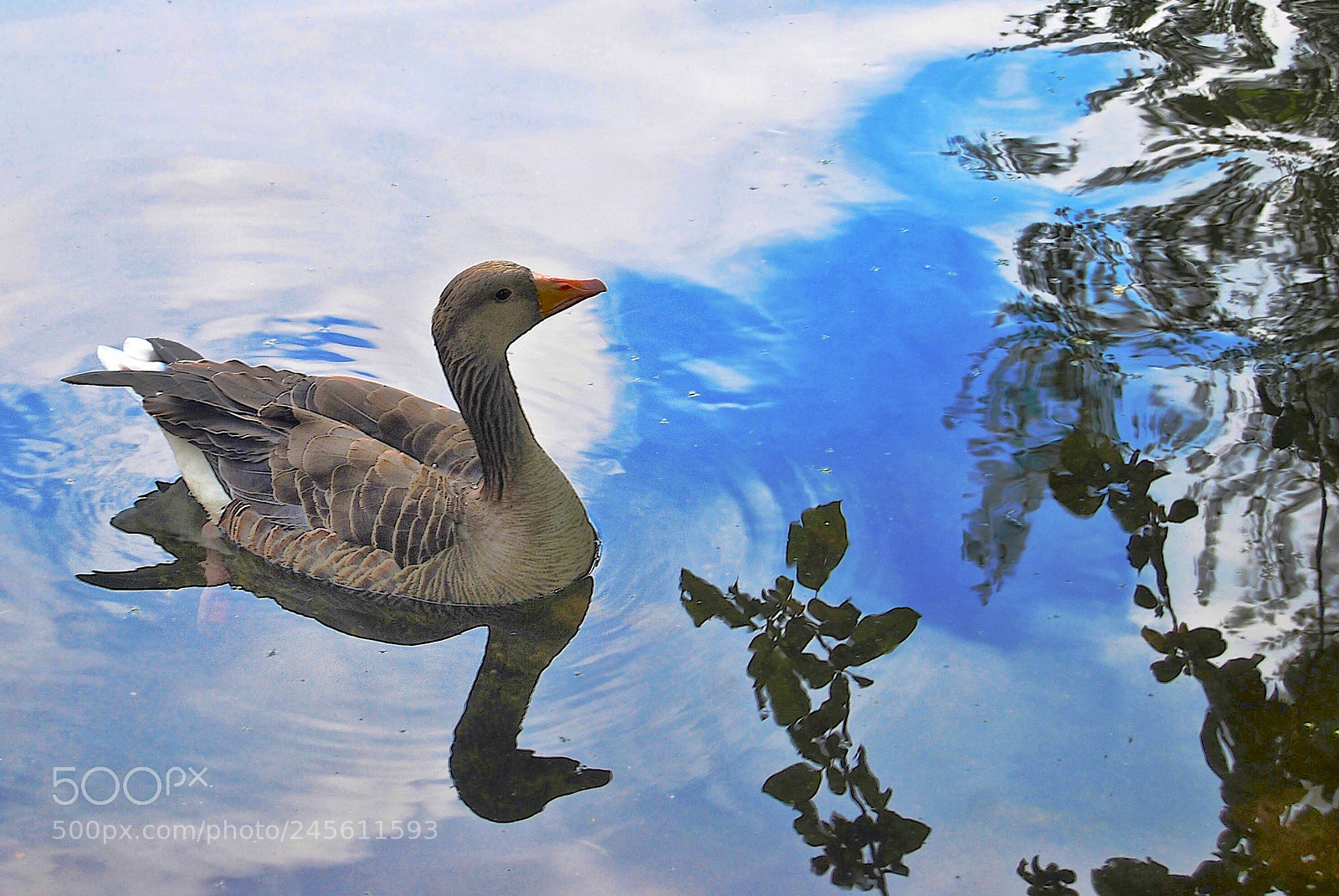 Nikon D40X sample photo. Untitled photography