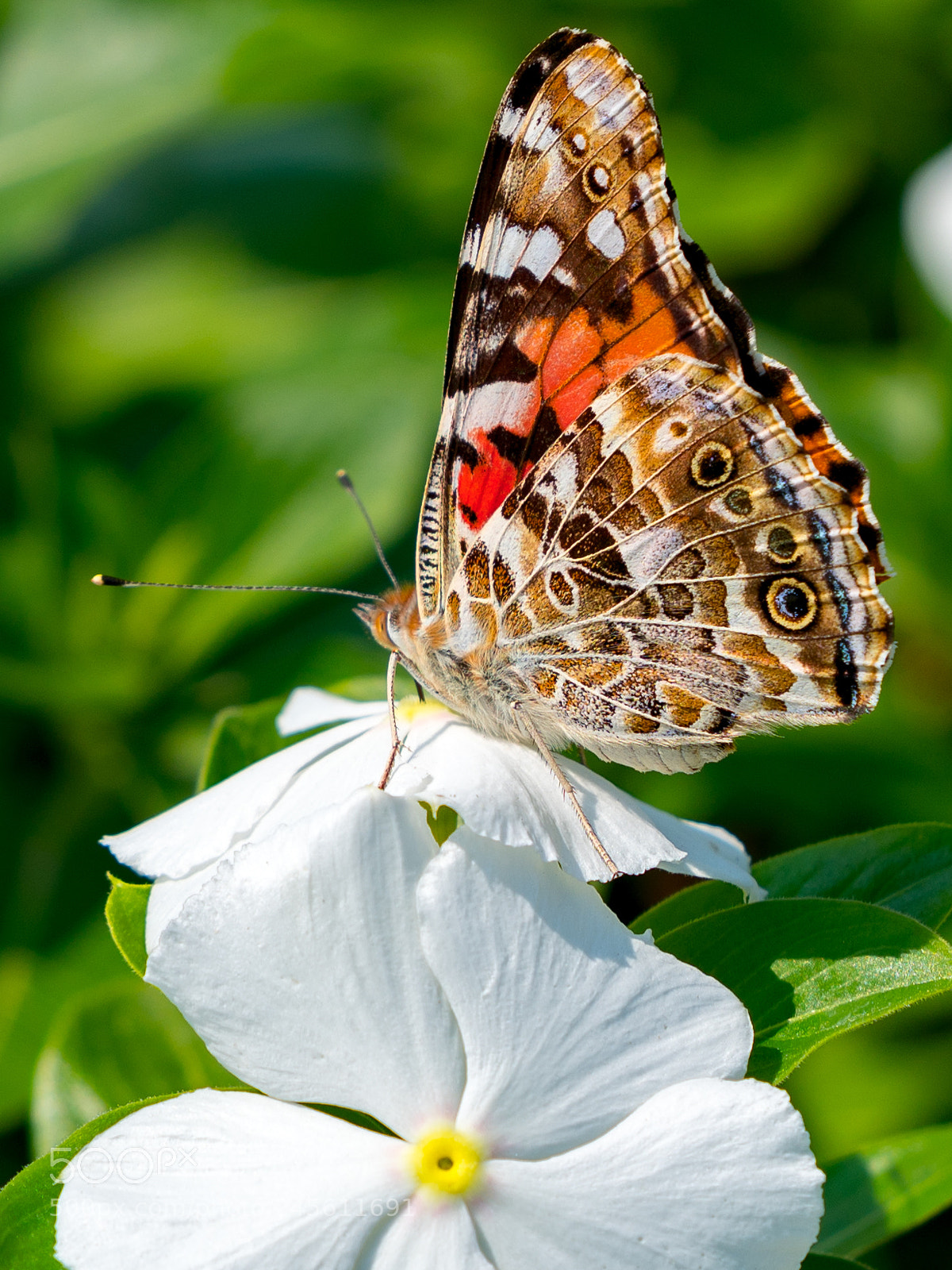 Sony a7R II sample photo. Periwinkle photography
