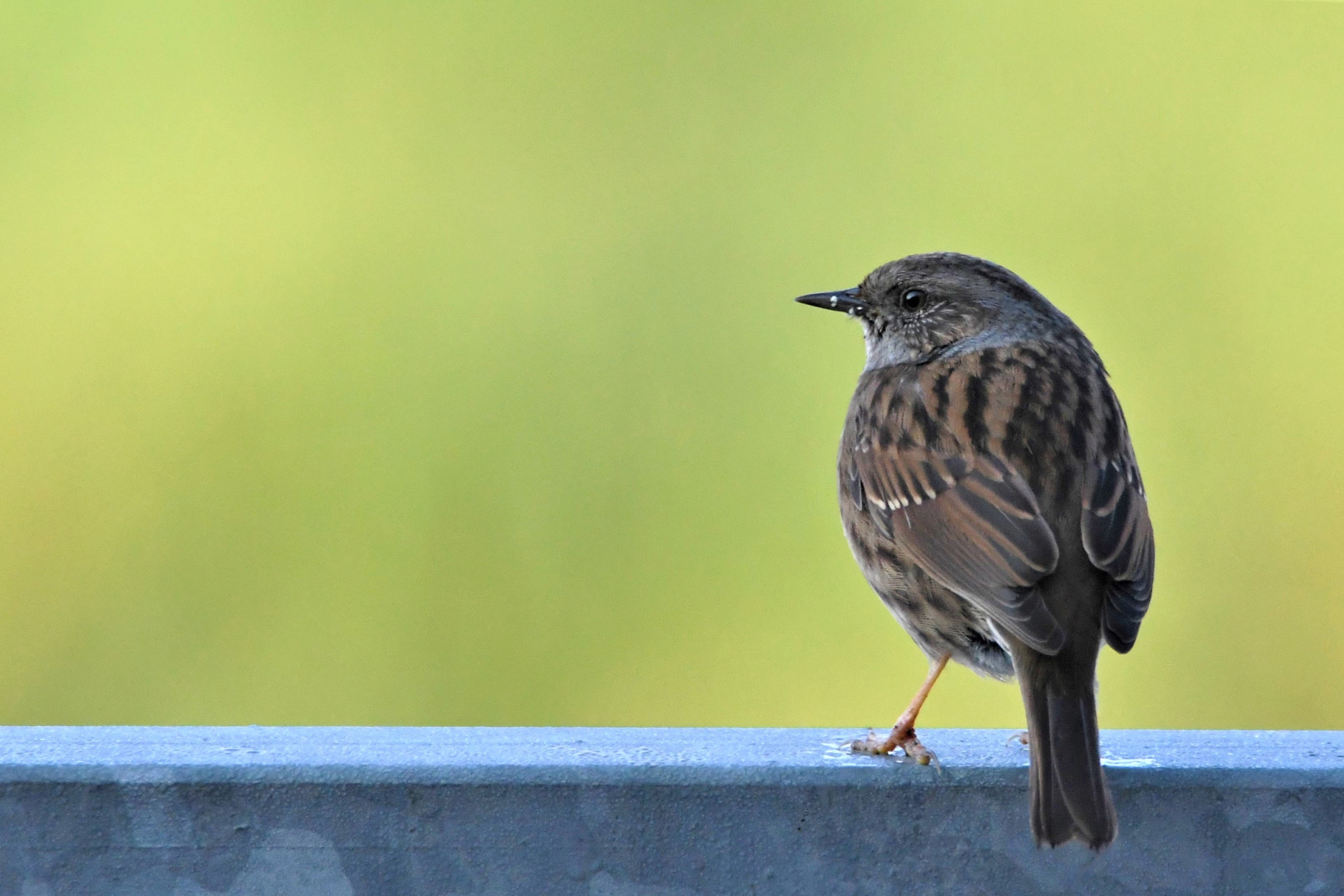 Nikon D7500 sample photo. Hedge sparrow, i suppose! photography