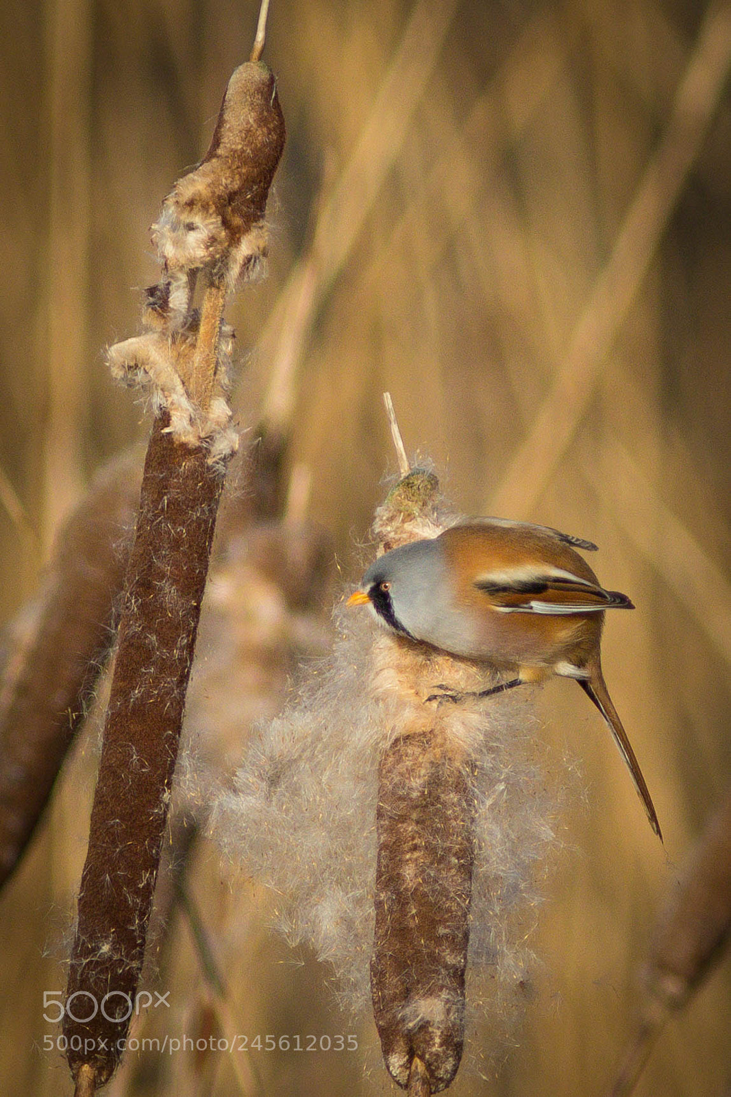 Canon EOS 60D sample photo. Bearded reedling photography