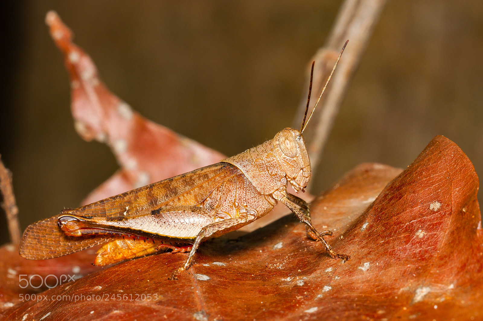 Canon EOS 50D sample photo. Pure copper photography